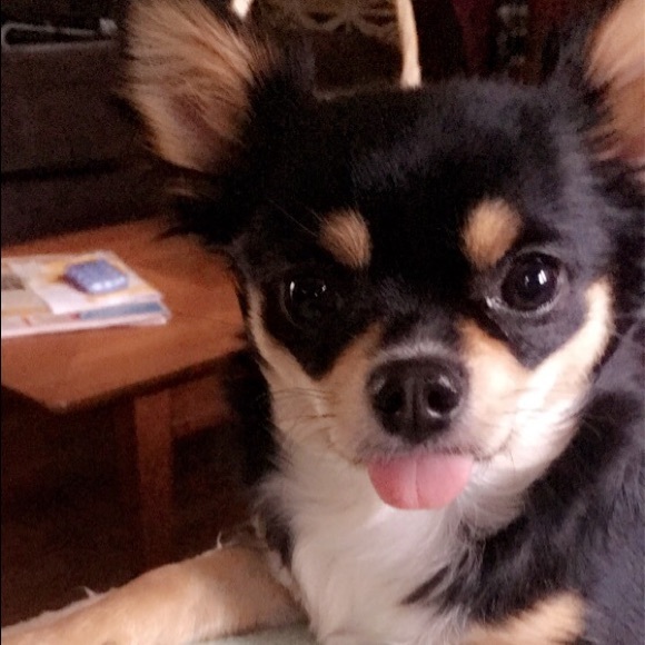 Meet your Posher, Diana - Picture 3 of 9